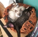a-basket-of-cornish-rex