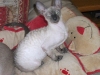 hamish