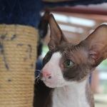 Sunset Time for Chocolate