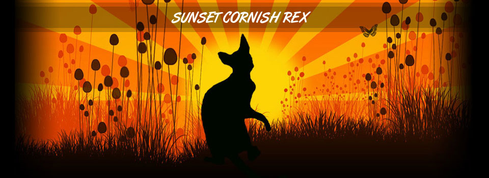 Sunset Cornish Rex